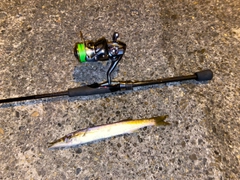 カマスの釣果