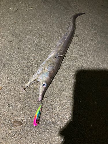ハモの釣果