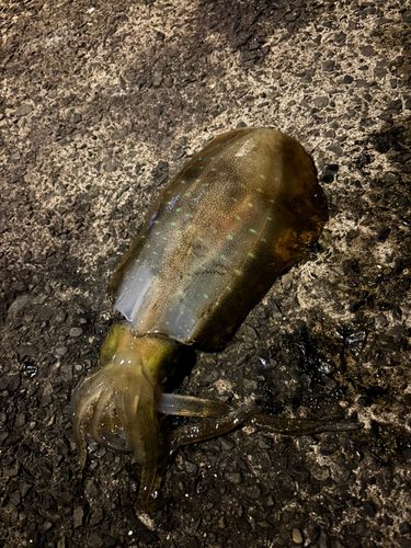 アオリイカの釣果