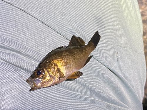 アカメバルの釣果