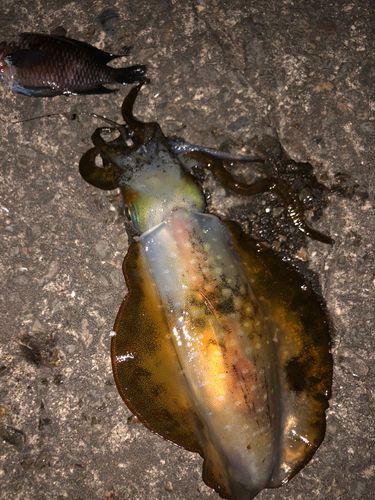 アオリイカの釣果