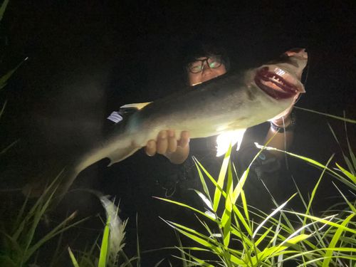 ハクラ（マルスズキ）の釣果