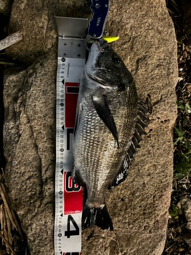 クロダイの釣果