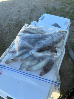 シロギスの釣果