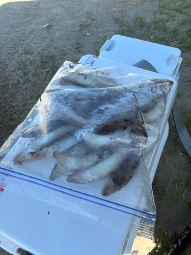 シロギスの釣果