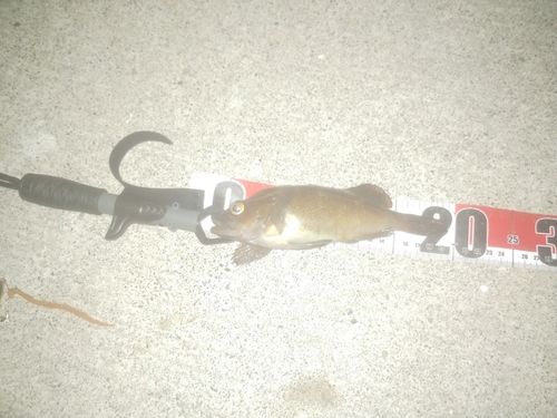 エゾメバルの釣果