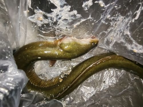 ウナギの釣果