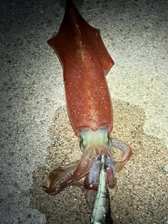 ケンサキイカの釣果