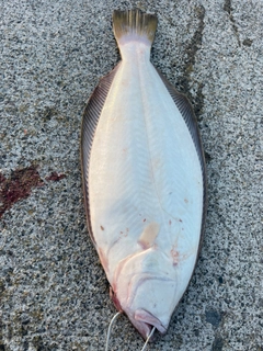 ヒラメの釣果