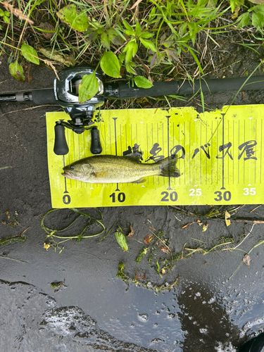 ハスの釣果