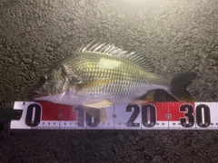 キビレの釣果
