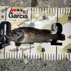 クロソイの釣果