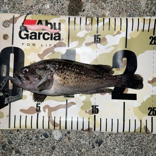 クロソイの釣果