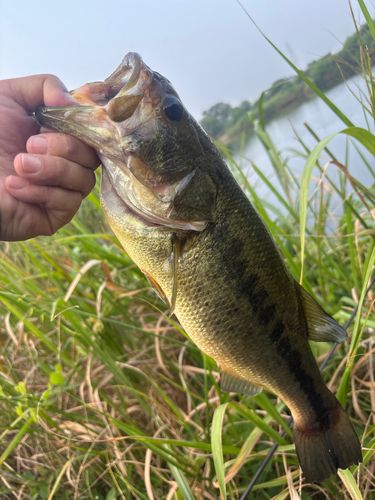 ラージマウスバスの釣果