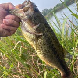 ラージマウスバス