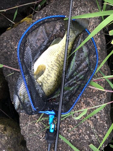 ブラックバスの釣果