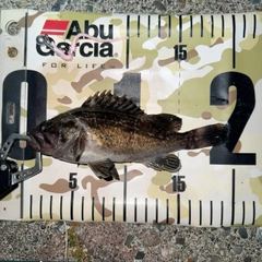 クロソイの釣果