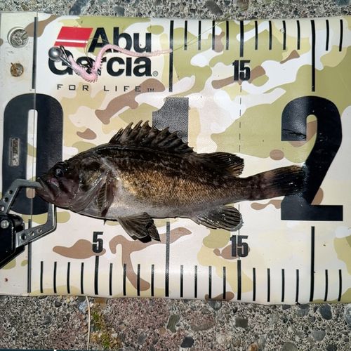 クロソイの釣果