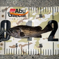 クロソイの釣果