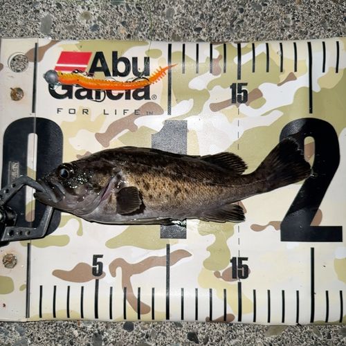 クロソイの釣果