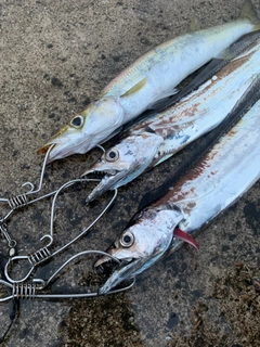 タチウオの釣果