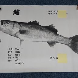 シーバス