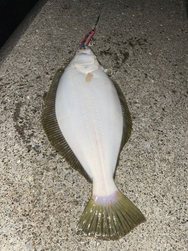 ヒラメの釣果