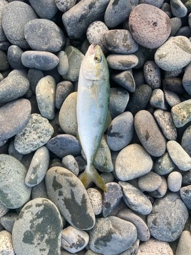 ワカシの釣果