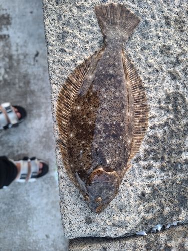 ヒラメの釣果