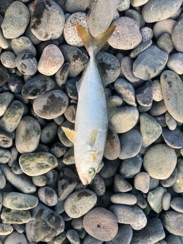 ワカシの釣果