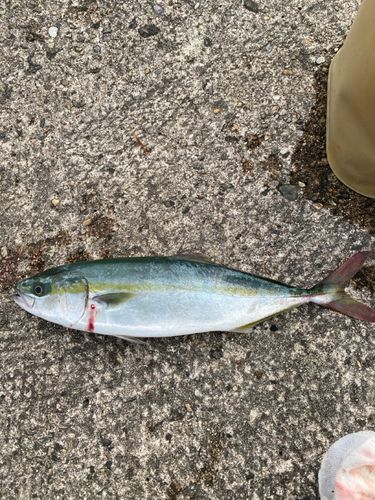 フクラギの釣果