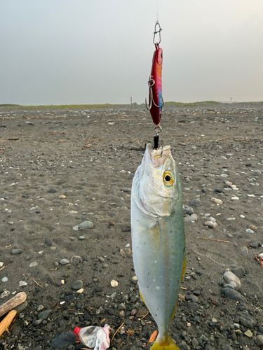 ワカシの釣果