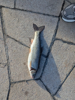 ウグイの釣果