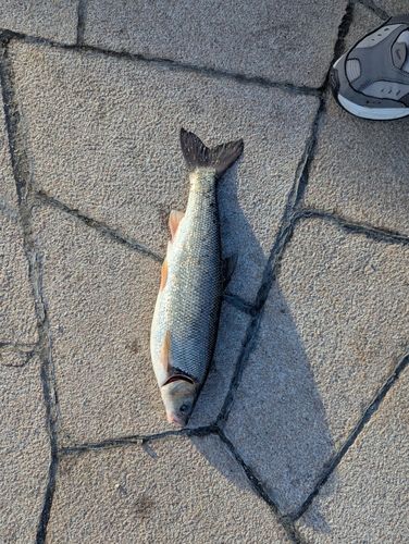 ウグイの釣果