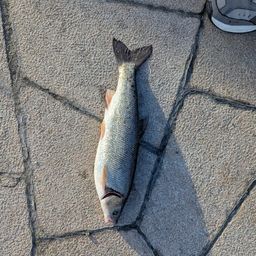ウグイ