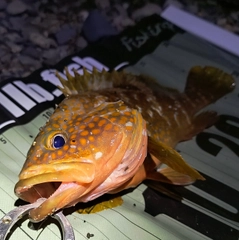 キジハタの釣果