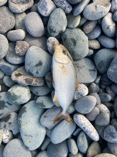 ショゴの釣果