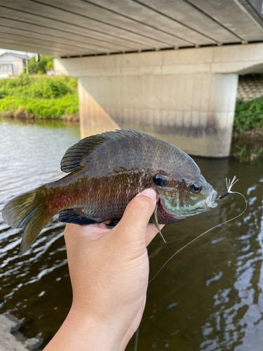 ブルーギルの釣果