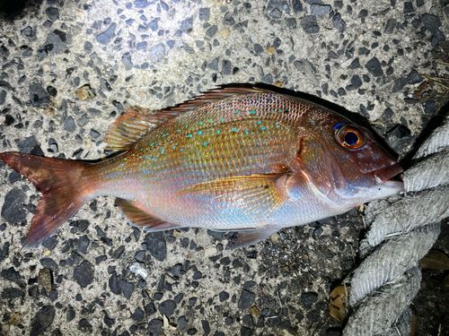 マダイの釣果