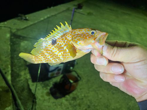 アコウの釣果