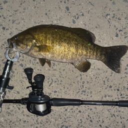 スモールマウスバス