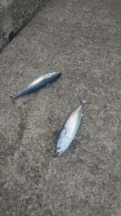 ソウダガツオの釣果