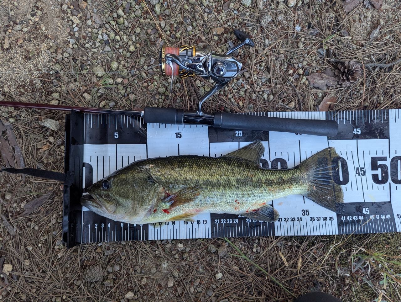 ラージマウスバス