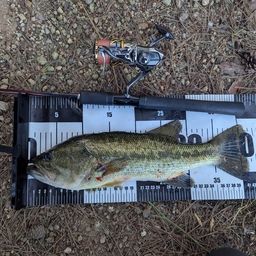 ラージマウスバス