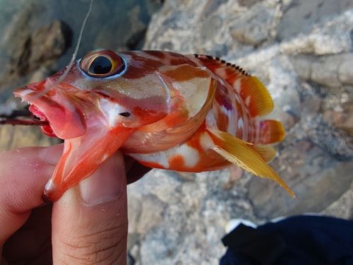 アカハタの釣果