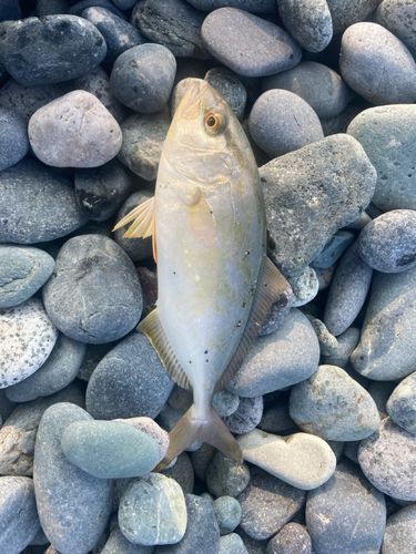 ショゴの釣果