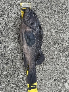 クロソイの釣果
