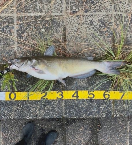 アメリカナマズの釣果