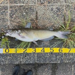 アメリカナマズ