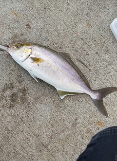 ショゴの釣果